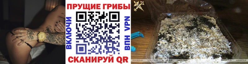 kraken Мосальск Псилоцибиновые грибы ЛСД